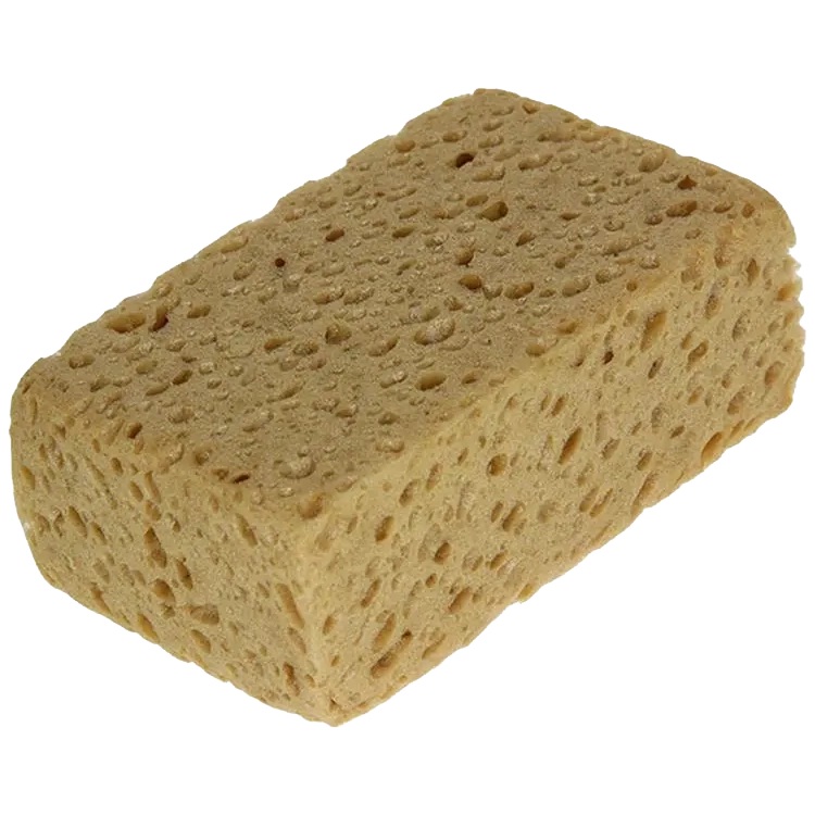 Brauner Schwamm - Sam